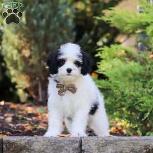 Brady, Cavapoo Puppy